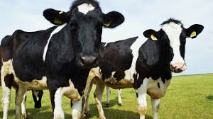 Image result for cows